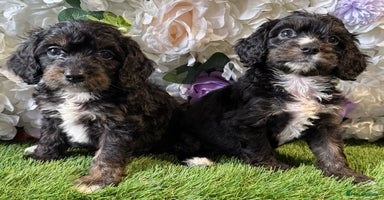 Cockapoo dogs - Advert 6