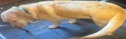 Labrador Retriever dogs for sale: Labrador Retriever - Emotional Support dog  - Advert 24