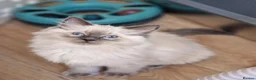 Ragdoll cats for sale: RAGDOLL KITTENS READY NOW  - Advert 1