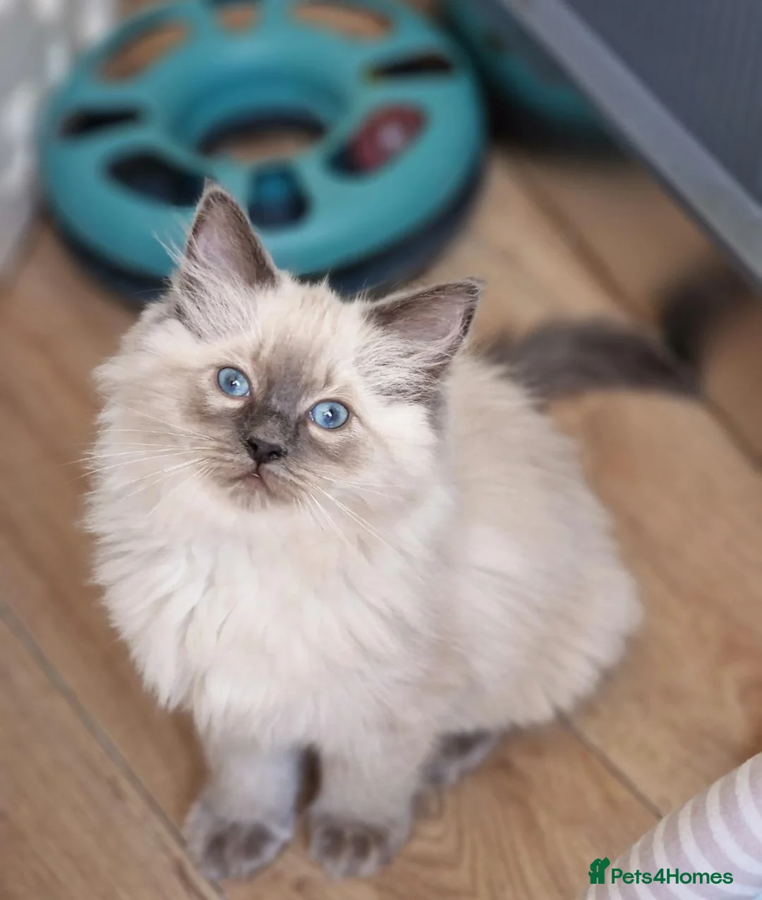 Ragdoll cats for sale: RAGDOLL KITTENS READY NOW  - Advert 1
