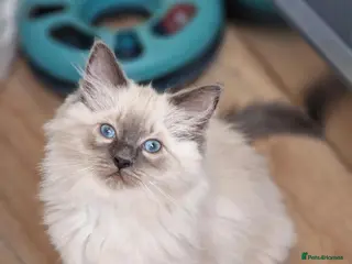 Ragdoll cats RAGDOLL KITTENS READY NOW - Advert 4