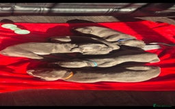 Cane Corso dogs for sale: Beautiful Blue Cane Corso Puppies - Image 18