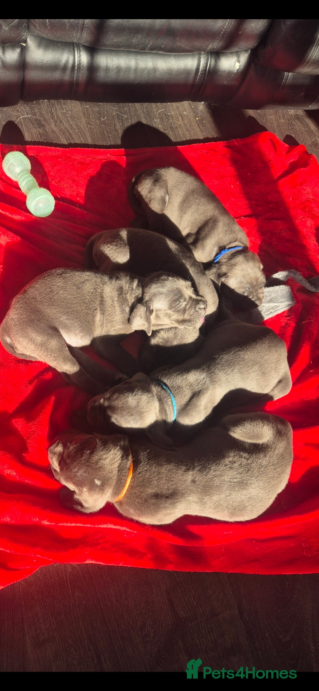 Cane Corso dogs for sale: Beautiful Blue Cane Corso Puppies - Image 18