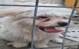 Bichon Frise dogs for adoption: KHAAN - a superb, little boy, for a Loving Home - Image 7