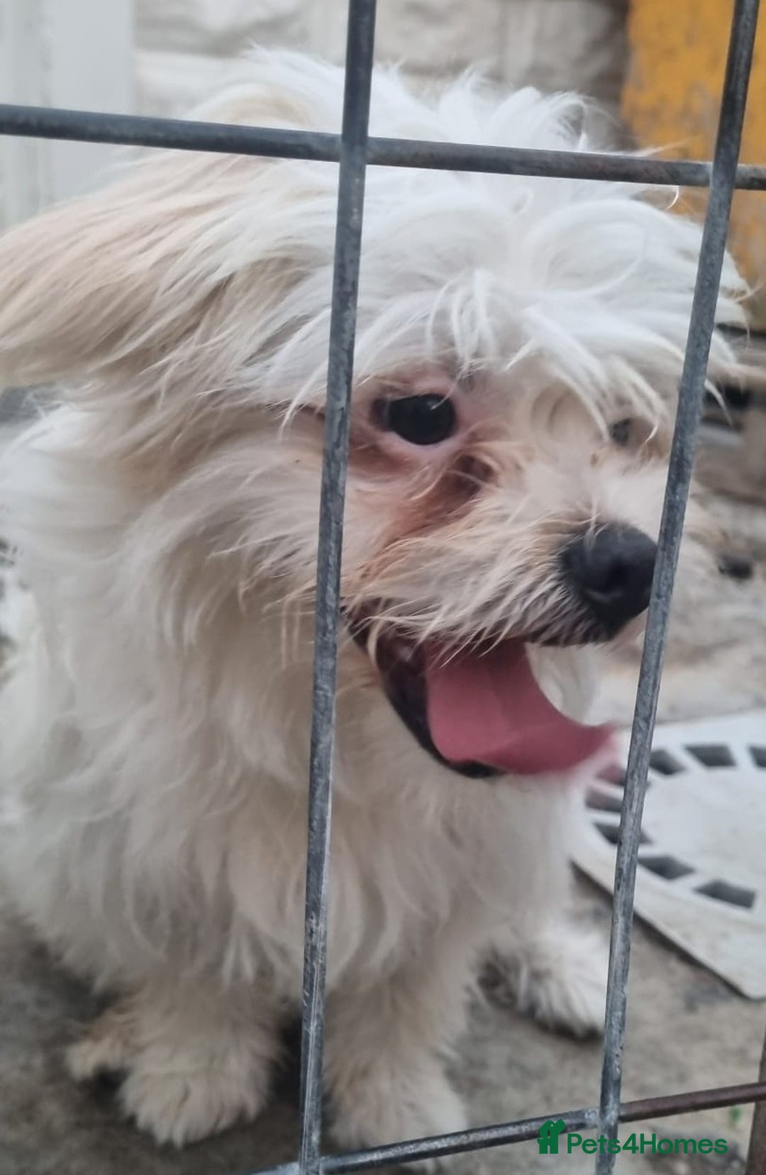 Bichon Frise dogs for adoption: KHAAN - a superb, little boy, for a Loving Home - Image 7