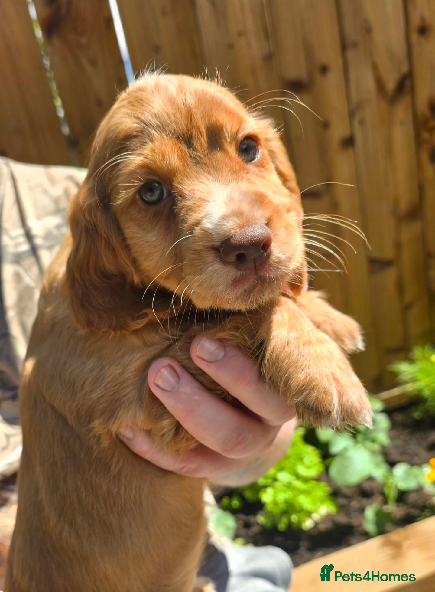 Cocker Spaniel dogs KC REGISTERED FOX RED WORKING COCKER SPANIELS - Advert 13