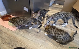 Bengal cats for sale: Bengal X kittens - Image 3