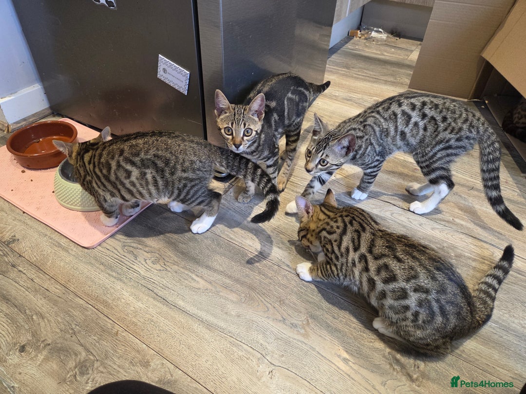 Bengal cats for sale: Bengal X kittens - Image 3