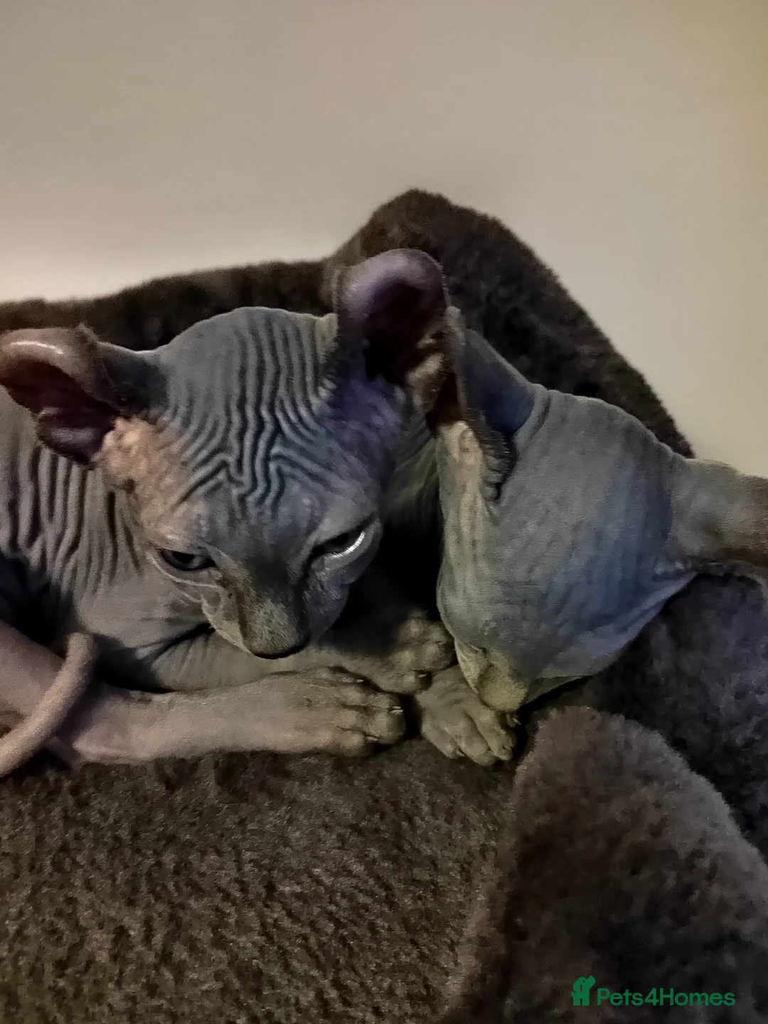 Sphynx cats for sale: Pair of Silver-Blue Elf Sphynx  - Advert 3