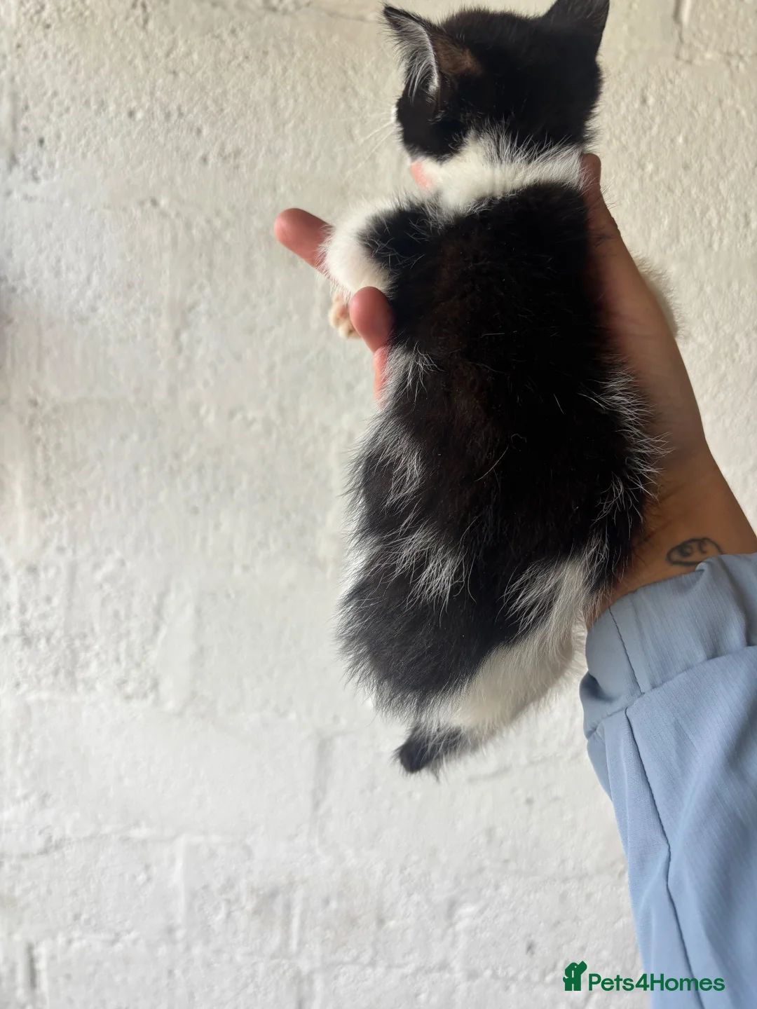 Mixed Breed cats for sale: Kittens for sale  in Telford - Advert 2