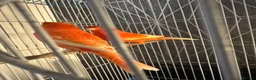 Canaries birds for sale: Pair of red factor canaries  - Advert 3