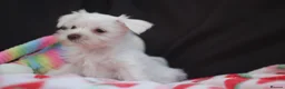 Miniature Schnauzer dogs for sale: 🐾 CHOCOLATE GENE KC MINIATURE SCHNAUZER 🐾 - Advert 6
