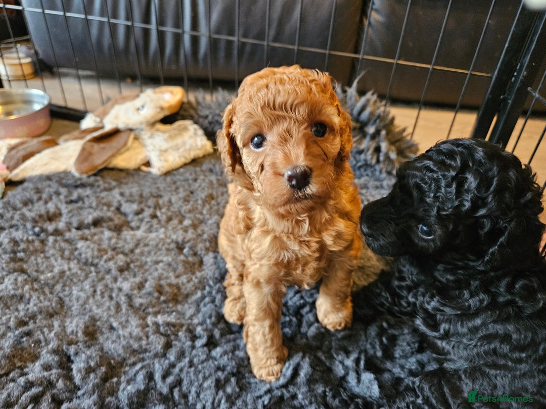Miniature Poodle dogs for sale: Beautiful Health Tested Poodles - Advert 22