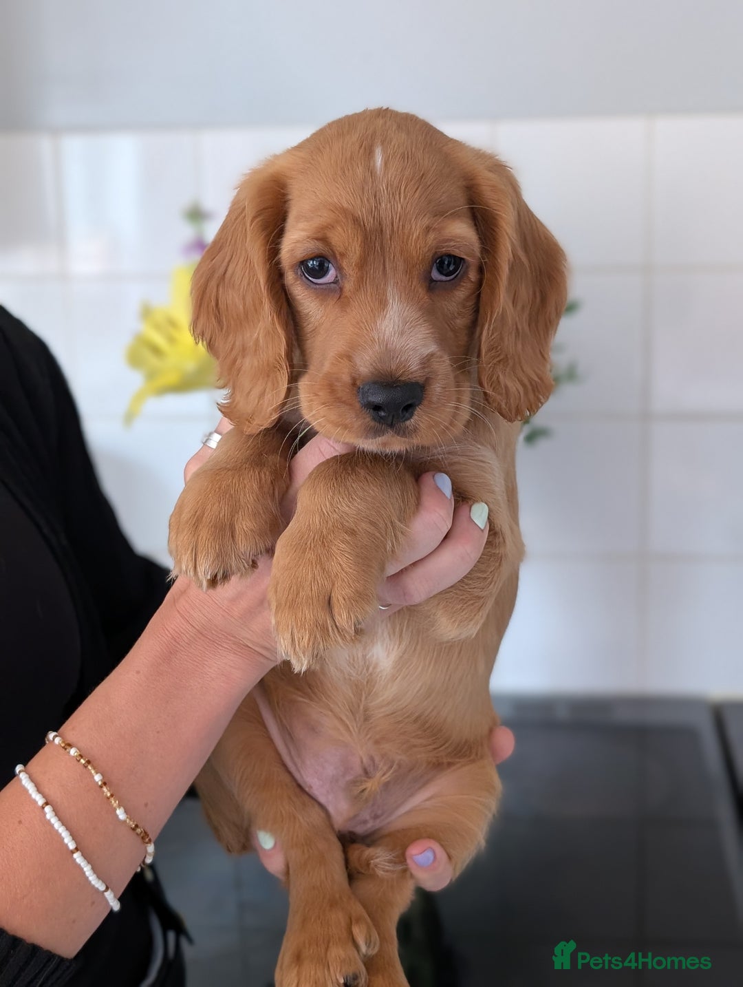 Cocker Spaniel dogs for sale: KC Registered Cocker Spaniel Puppies in Canterbury - Image 8