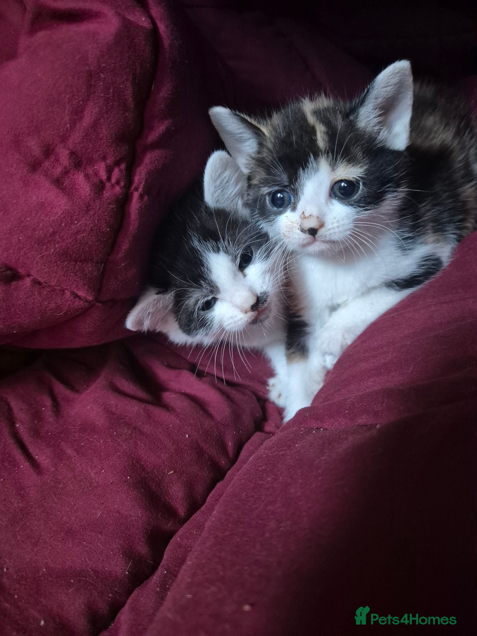 Mixed Breed cats 2 cute female kittens  - Advert 4