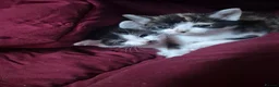 Mixed Breed cats for sale: 2 cute female kittens  in Mitcham - Advert 1