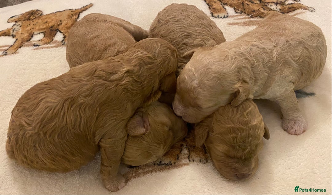 Cavapoo dogs for sale: Gorgeous Teddybear Cavapoo Puppies health checked  - Advert 6