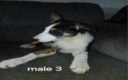 Border Collie dogs for sale: Border Collie pups in Barrow-in-Furness - Image 9