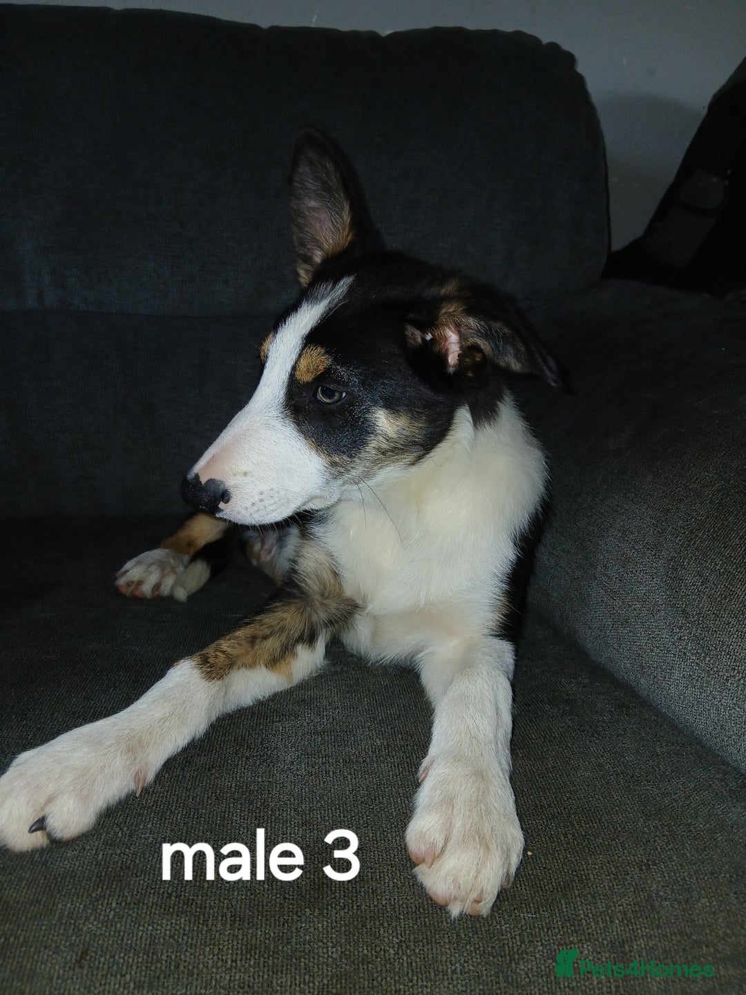 Border Collie dogs for sale: Border Collie pups in Barrow-in-Furness - Image 9