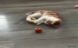 Mixed Breed cats for sale: 1 Gorgeous little boy left  - Image 3