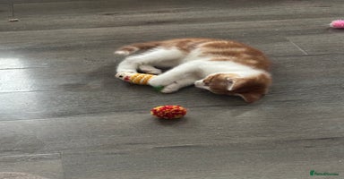 Mixed Breed cats - Advert 5