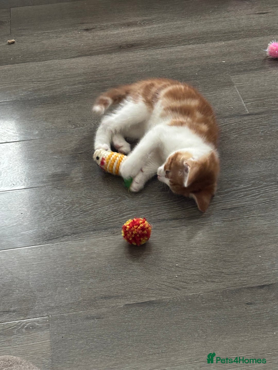 Mixed Breed cats for sale: 1 Gorgeous little boy left  - Image 3