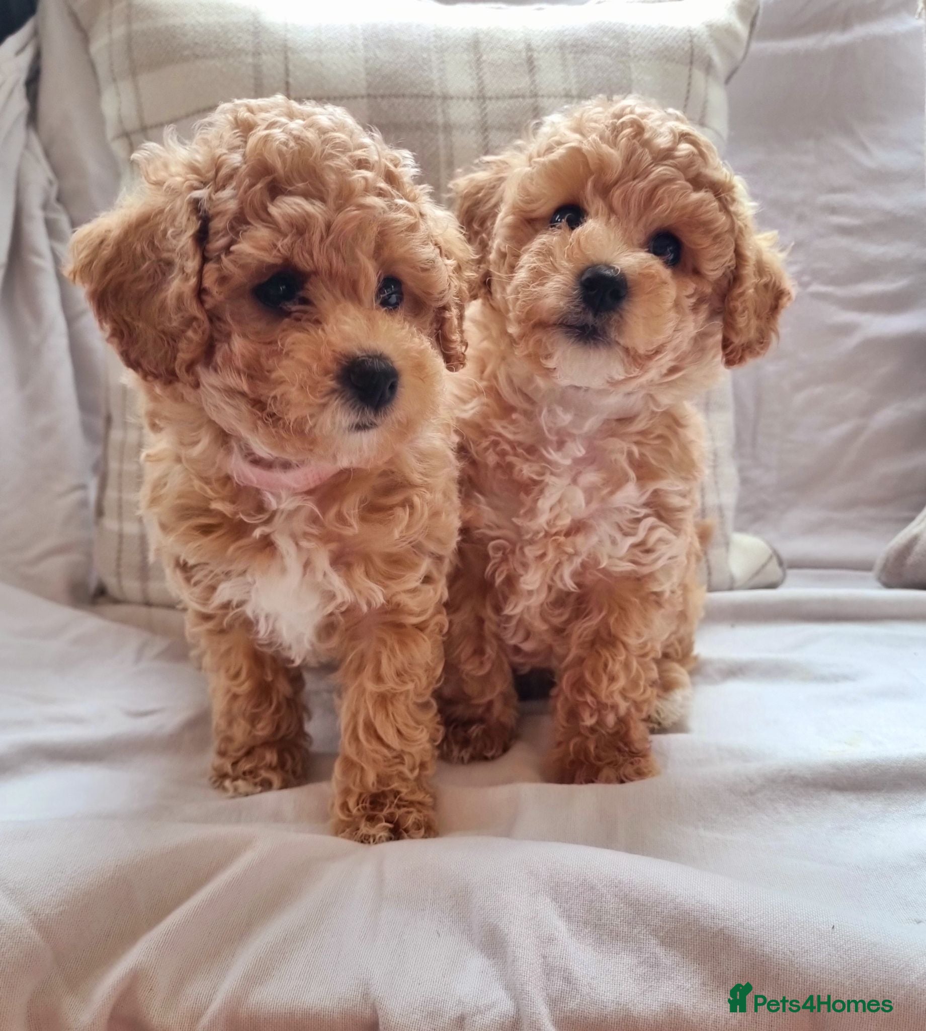 Poochon dogs Beautiful f1 toy poochon puppies  - Advert 1