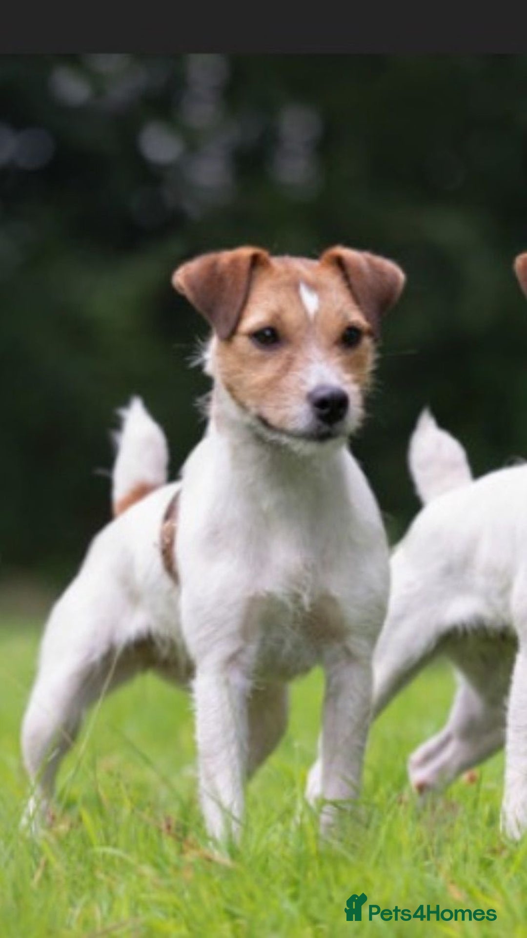 Parson Russell dogs for sale: KC Parsons Russell Puppies - Image 5