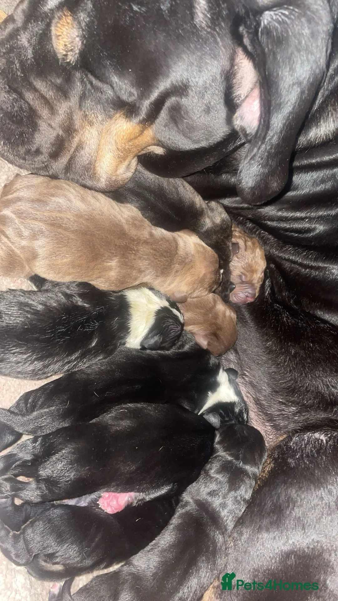 Mixed Breed dogs for sale: Rottie mix cross staffy puppies in Bicester - Advert 2