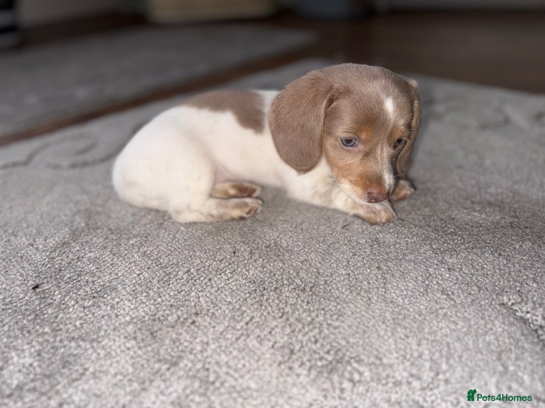 Dachshund dogs for sale: Miniature Dachshund REDUCED  - Image 8