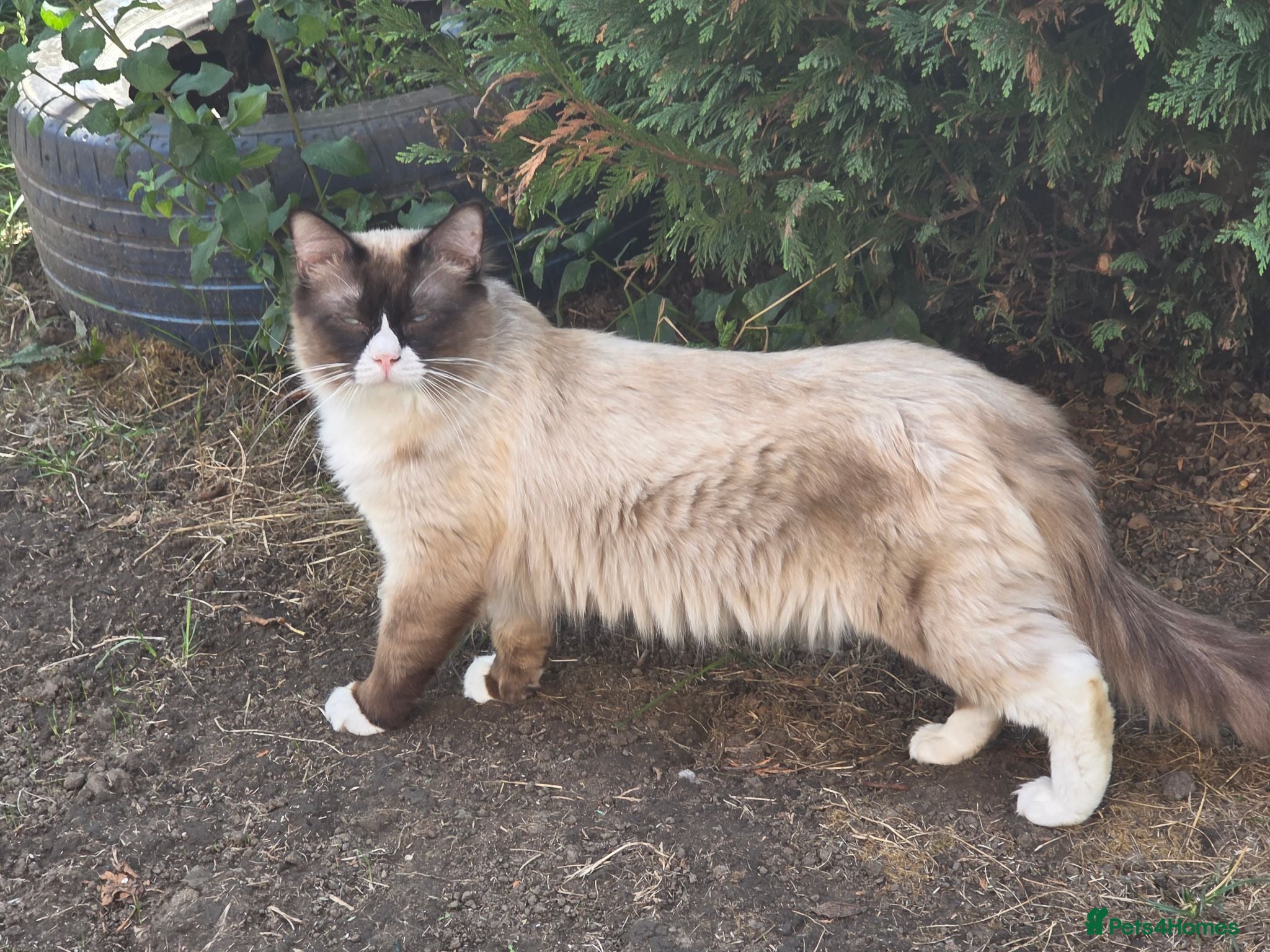 Ragdoll cats GCCF Active Registered Ragdoll Stud Service - Advert 2