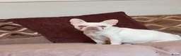 French Bulldog dogs for sale: Beautiful blue french Bulldogs - Advert 2