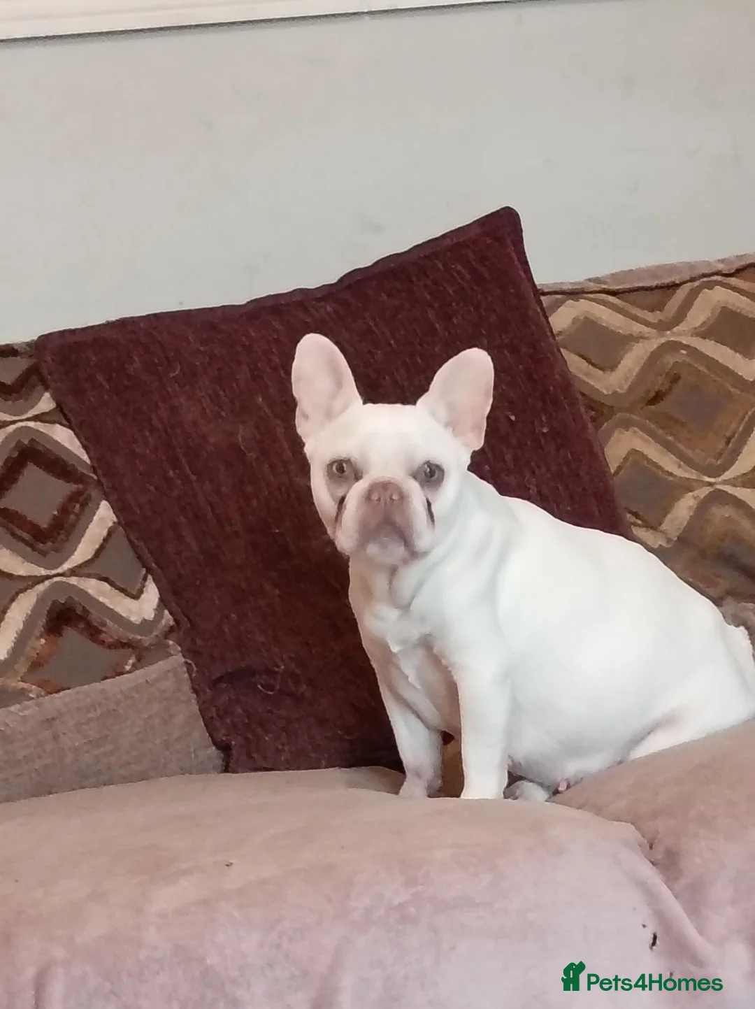 French Bulldog dogs for sale: Beautiful blue french Bulldogs - Advert 2