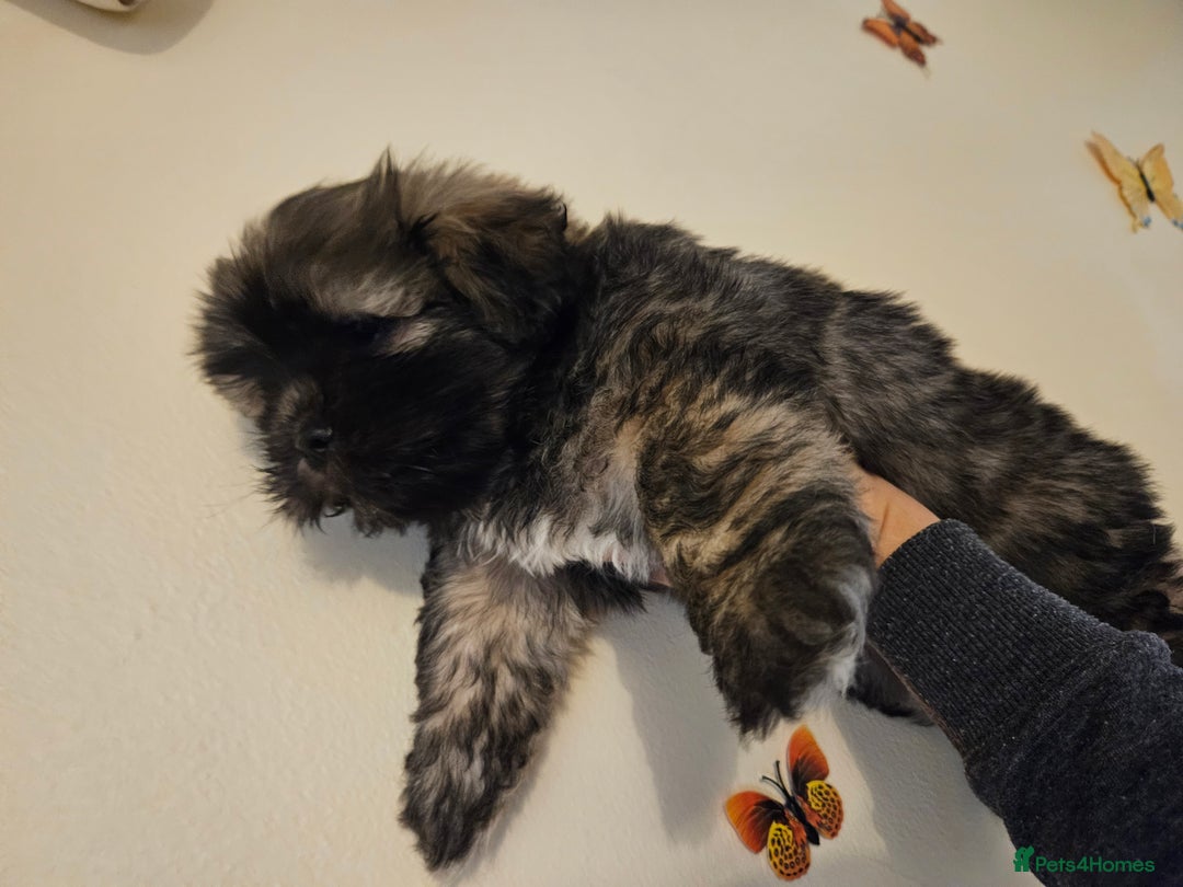 Lhasa Apso dogs for sale: Gorgeous 1 boy left - Advert 3