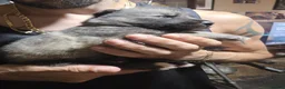 Shepsky dogs for sale: 9 shepsky puppies  - Advert 18
