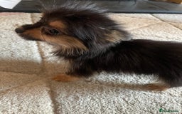 Chorkie dogs for sale: Chorkie Puppies For Sale - Image 8