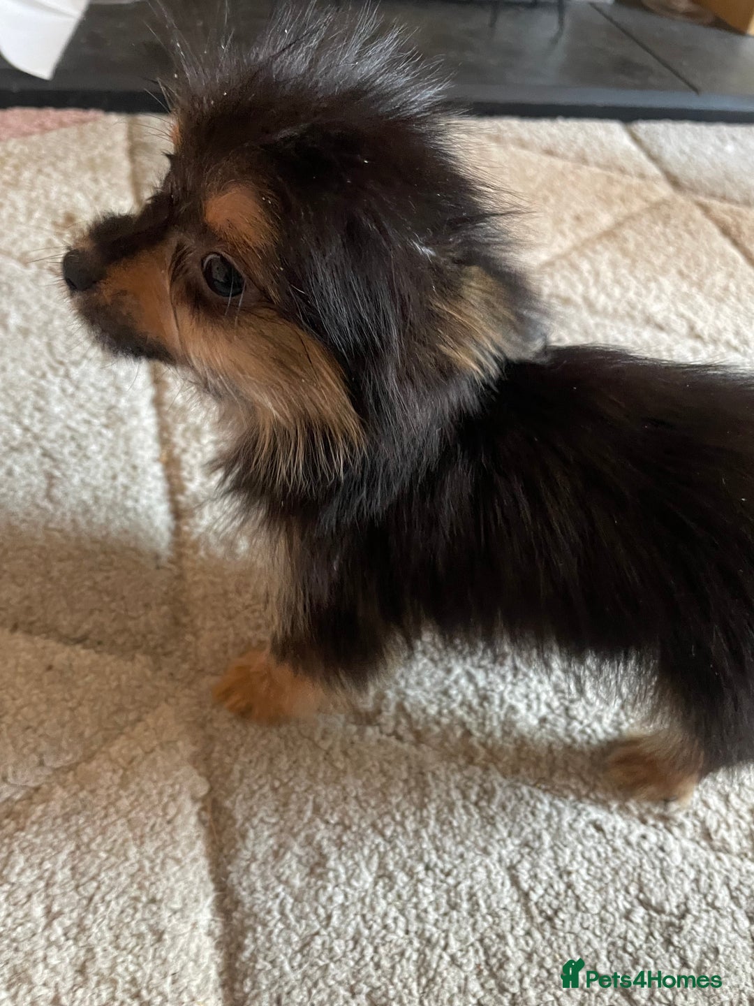 Chorkie dogs for sale: Chorkie Puppies For Sale - Image 8