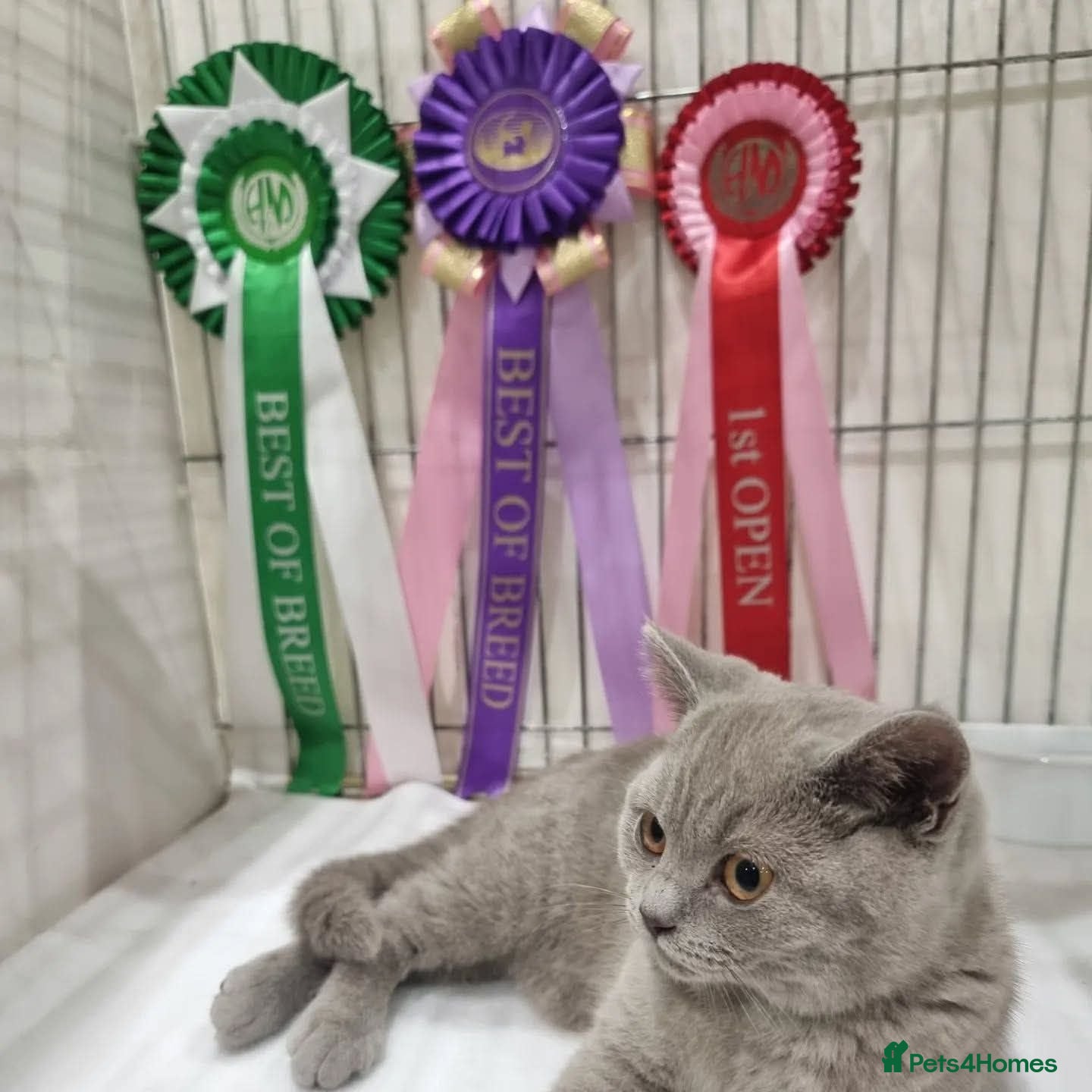 British Shorthair cats Lilac British shorthair champion queen GCCF Active - Advert 1