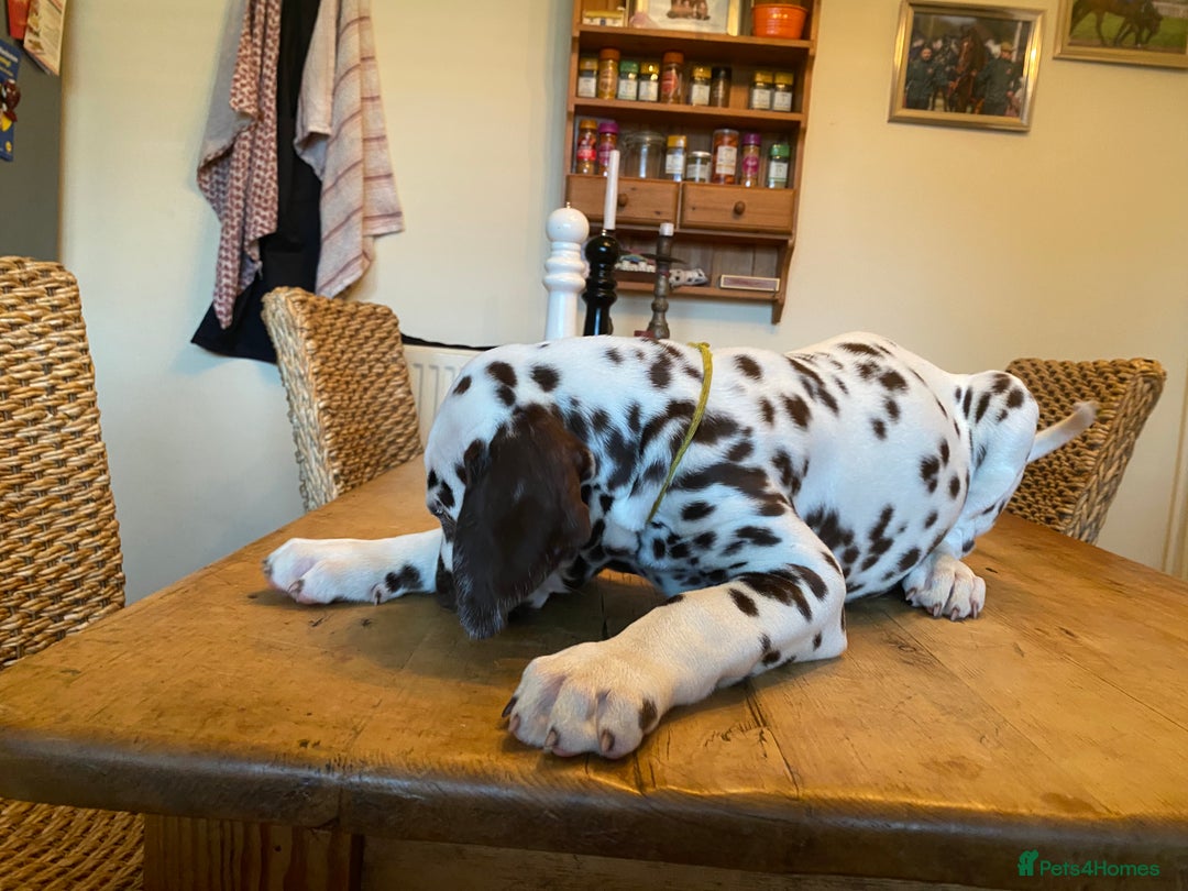 Dalmatian dogs for sale: Absolutely stunning liver puppy  - Image 31