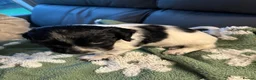English Springer Spaniel dogs for sale: Beautiful litter 9 English Springer Spaniel pups - Advert 34