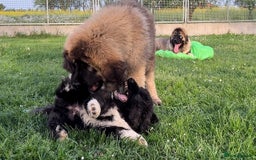 Caucasian Shepherd Dog dogs for sale: 🧸Caucasian Shepherd Puppies Ready Now! 🧸 - Image 2