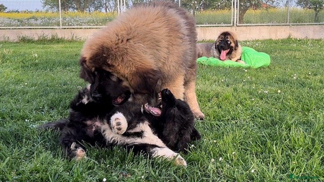 Caucasian Shepherd Dog dogs for sale: 🧸Caucasian Shepherd Puppies Ready Now! 🧸 - Image 2