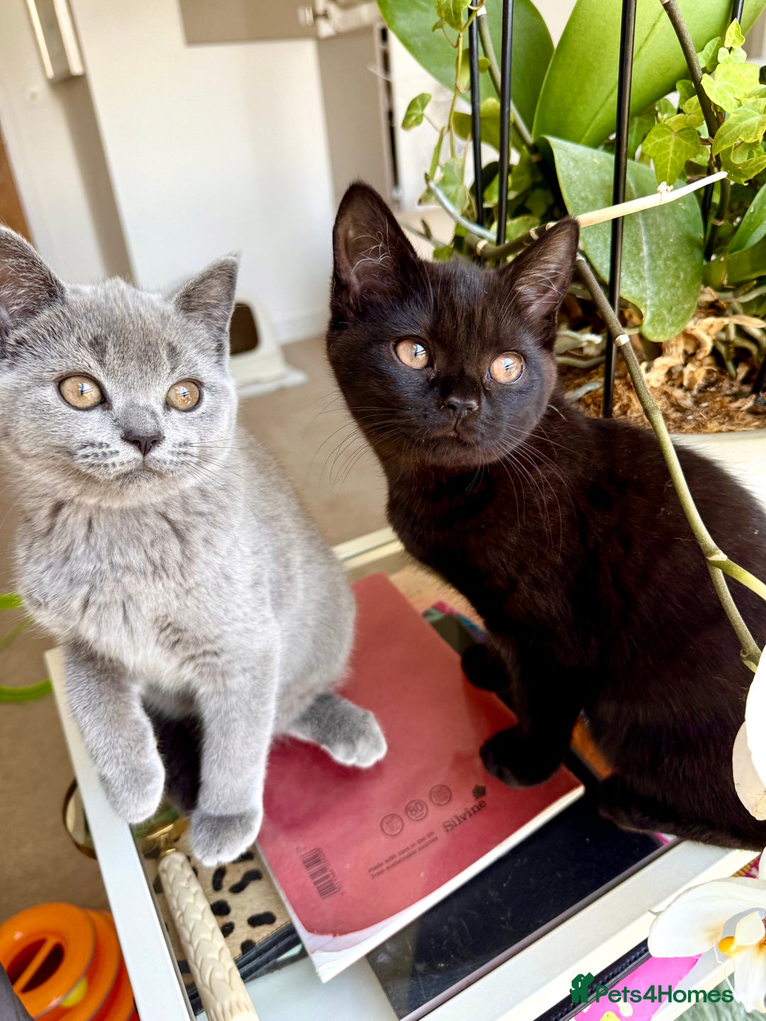Scottish Fold cats for sale: Scottish fold and straight ear kittens in Harrow - Image 4