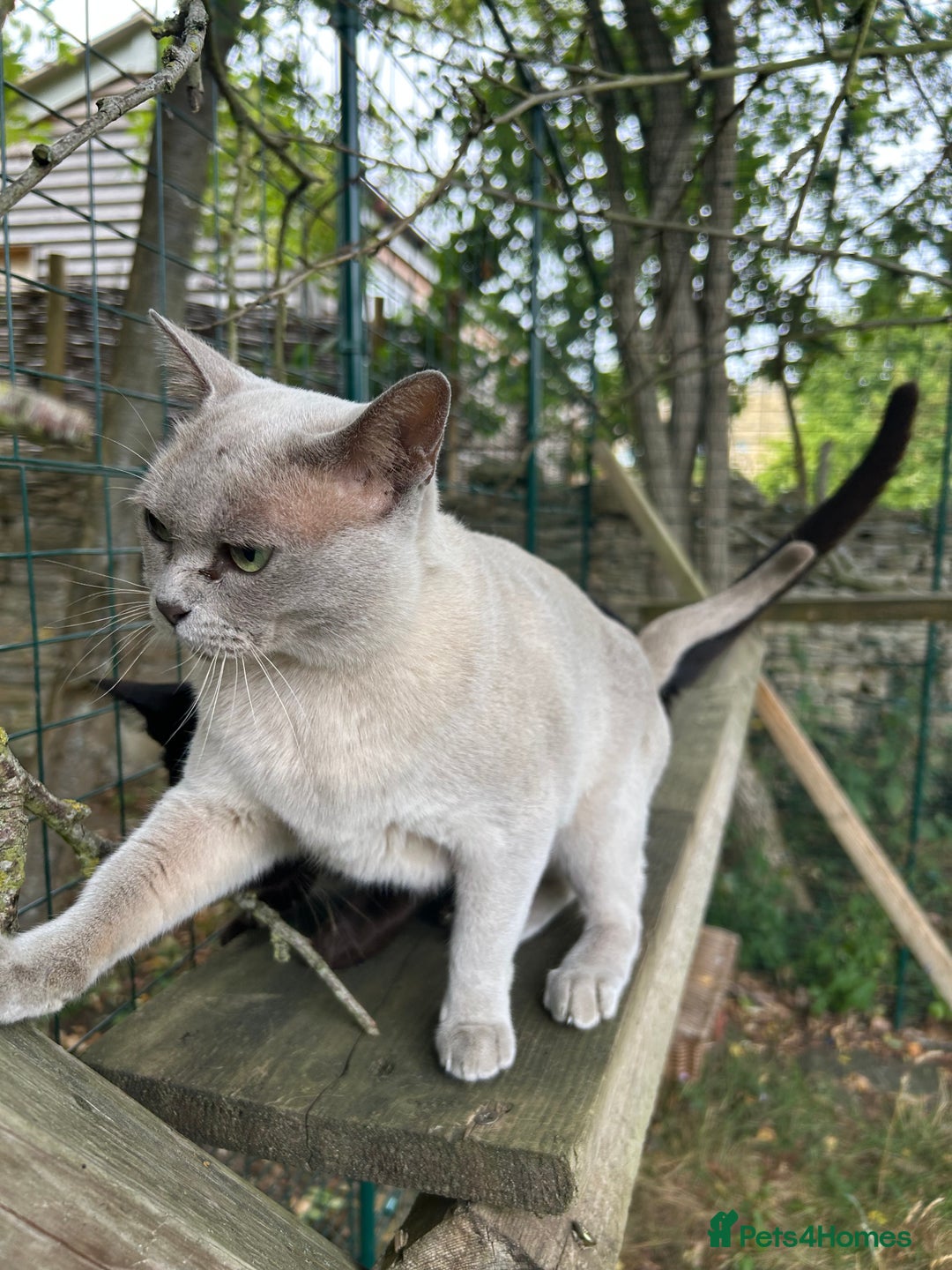 Burmese cats for sale: Pedigree Burmese retired queen and stud   - Image 5