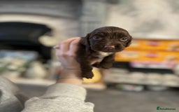 Cocker Spaniel dogs for sale: Stunning cocker spaniels for sale - Image 20