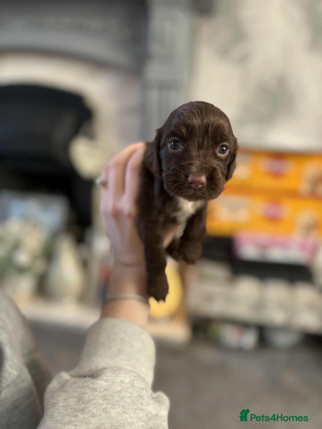 Cocker Spaniel dogs for sale: Stunning cocker spaniels for sale - Image 20