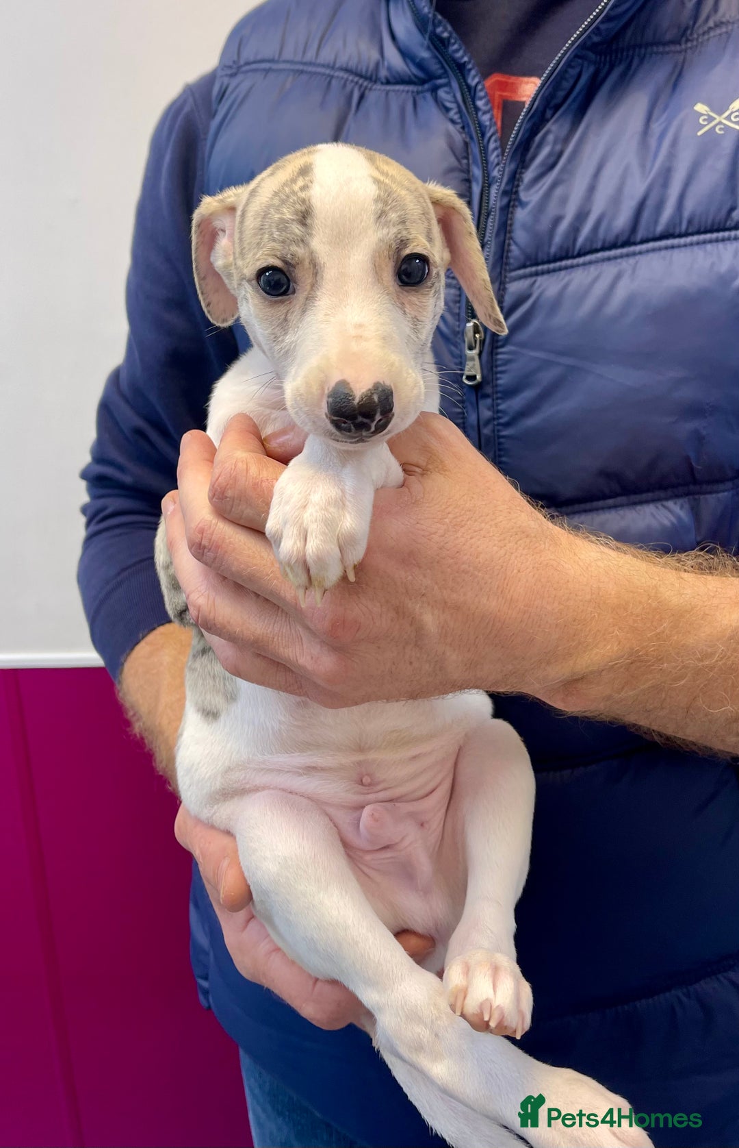 Whippet dogs for sale: AVAILABLE Kc reg healthy, sweet, gentle whippets - Advert 35