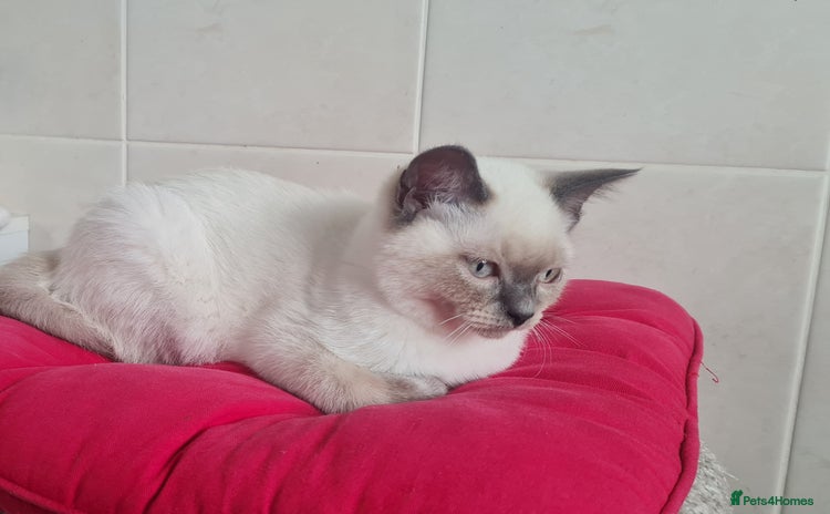 British Shorthair cats - Advert 1