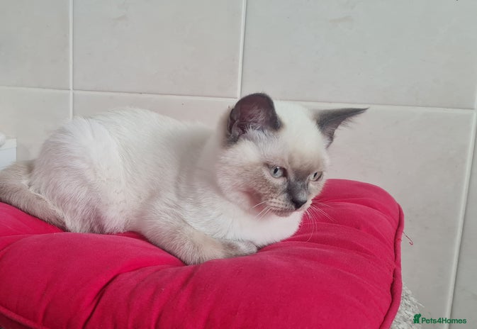 British Shorthair cats - Advert 9