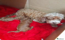Cockapoo dogs for sale: COCKAPOO - Image 3